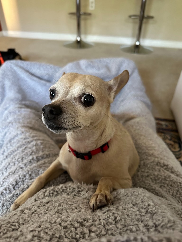 Fina, a small cream-colored Chihuahua