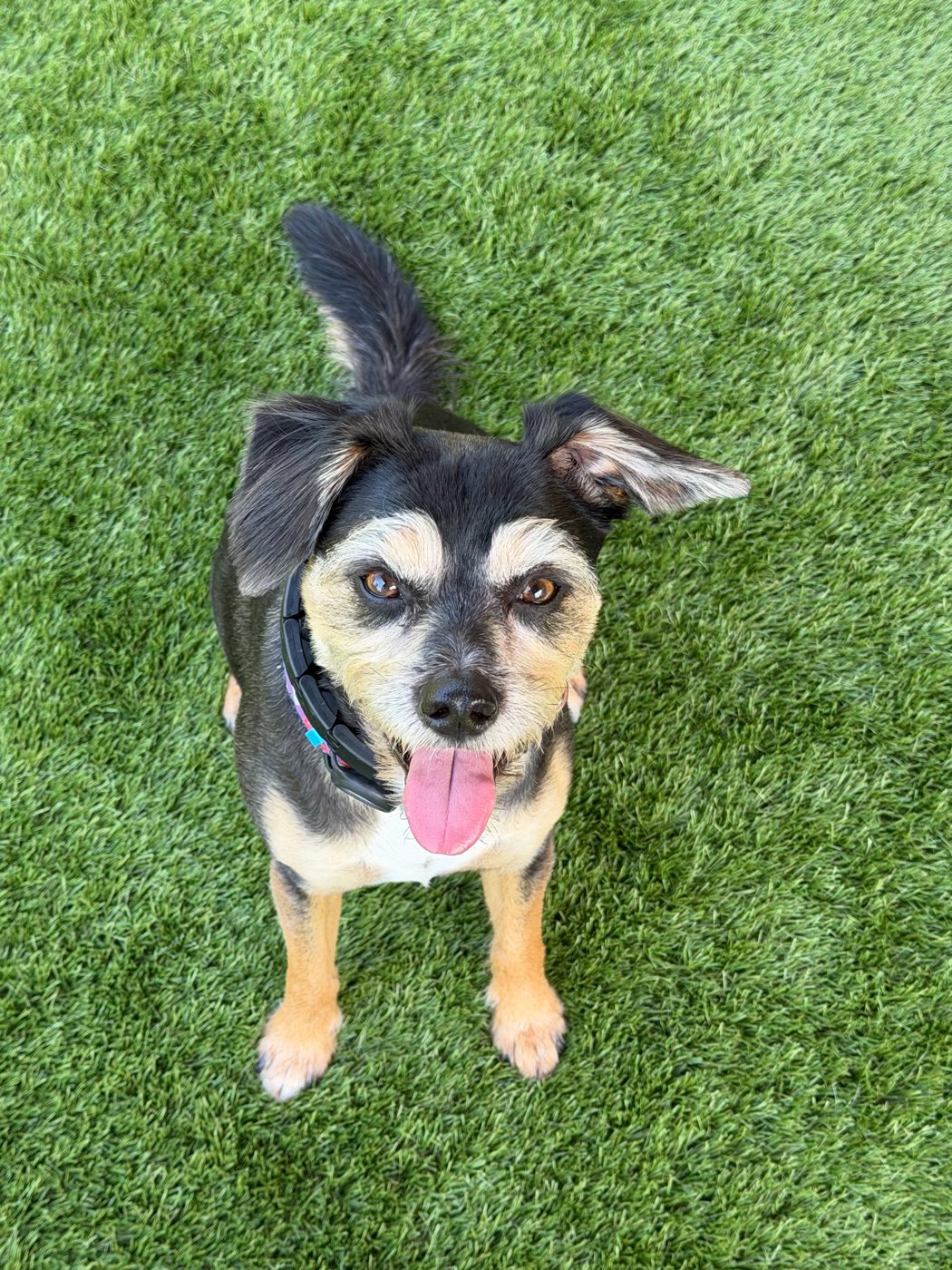 Tygra, a black-and-tan dog with a happy smile